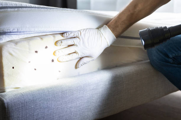 Best Affordable Pest Control Services  in Bridgeport, AL