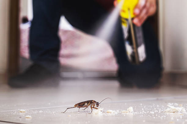 Flea Control Services in Bridgeport, AL