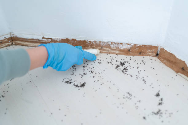 Best Bed Bug Extermination  in Bridgeport, AL